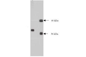 Western Blotting (WB) image for anti-Neural Proliferation, Differentiation and Control, 1 (NPDC1) antibody (ABIN264467)