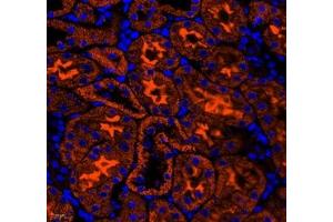 Immunofluorescence of paraffin embedded mouse kidney using NRP2 (ABIN7074826) at dilution of 1: 650 (400x lens) (NRP2 Antikörper)