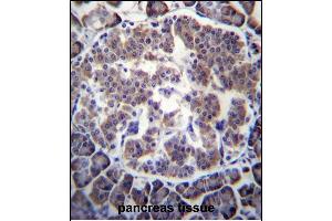 TBL2 Antibody (N-term) (ABIN656760 and ABIN2845981) immunohistochemistry analysis in formalin fixed and paraffin embedded human pancreas tissue followed by peroxidase conjugation of the secondary antibody and DAB staining.