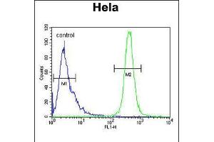 Flow cytometric analysis of Hela cells (right histogram) compared to a negative control cell (left histogram). (IMP3 Antikörper  (C-Term))