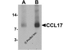 Western Blotting (WB) image for anti-Chemokine (C-C Motif) Ligand 17 (CCL17) (C-Term) antibody (ABIN1077445) (CCL17 Antikörper  (C-Term))