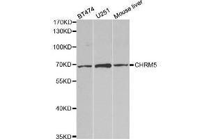 Western Blotting (WB) image for anti-Cholinergic Receptor, Muscarinic 5 (CHRM5) antibody (ABIN1876555)