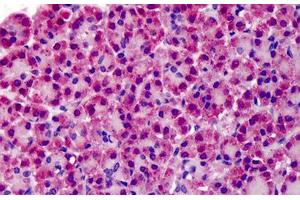 anti-TNF Receptor-Associated Factor 3 (TRAF3) (N-Term) antibody