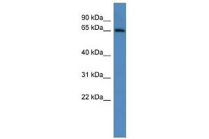 Adam23 antibody used at 0. (Adam23 Antikörper  (C-Term))