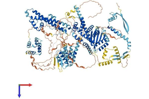 SIN3A Protein (AA 1-1274) (His tag)