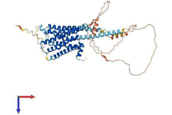 HRH1 Protein (AA 1-488) (His tag)