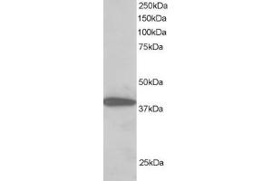 ABIN185050 staining (2µg/ml) of H460 lysate (RIPA buffer, 30µg total protein per lane). (PPP1R8 Antikörper  (C-Term))
