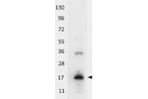Image no. 1 for anti-Interleukin 33 (IL33) antibody (HRP) (ABIN401104) (IL-33 Antikörper  (HRP))