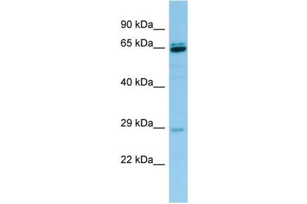 PRB3 antibody  (Middle Region)