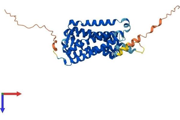 Melatonin Receptor 1B Protein (MTNR1B) (AA 1-362) (His tag)