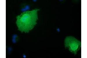 Anti-RBBP9 mouse monoclonal antibody (ABIN2453589) immunofluorescent staining of COS7 cells transiently transfected by pCMV6-ENTRY RBBP9 (RC202090). (RBBP9 Antikörper)