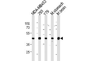 Creatine Kinase BB (CKB) Antibody (Center) (ABIN1882225 and ABIN2843356) western blot analysis in MDA-M,293,Y79 cell line ,mouse stomach and brain tissue lysates (35 μg/lane).