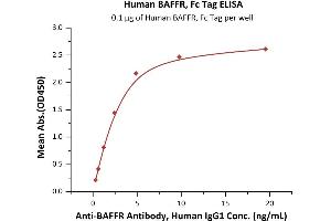 ELISA image for Tumor Necrosis Factor Receptor Superfamily, Member 13C (TNFRSF13C) (AA 7-71) (Active) protein (Fc Tag) (ABIN5526588)
