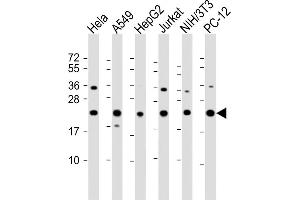 All lanes : Anti-RPS7 Antibody (C-Term) at 1:2000 dilution Lane 1: Hela whole cell lysate Lane 2: A549 whole cell lysate Lane 3: HepG2 whole cell lysate Lane 4: Jurkat whole cell lysate Lane 5: NIH/3T3 whole cell lysate Lane 6: PC-12 whole cell lysate Lysates/proteins at 20 μg per lane. (RPS7 Antikörper  (AA 158-191))