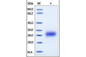 SDS-PAGE (SDS) image for Fc Fragment of IgG, Low Affinity IIa, Receptor (CD32) (FCGR2A) (AA 36-218) (Active) protein (His tag) (ABIN2180752) (FCGR2A Protein (AA 36-218) (His tag))