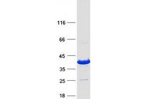 INO80E Protein (Myc-DYKDDDDK Tag)