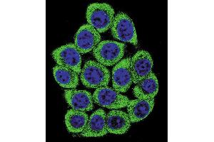 Confocal immunofluorescent analysis of NUCL Antibody (ABIN658982 and ABIN2838031) with 293 cell followed by Alexa Fluor® 488-conjugated goat anti-mouse lgG (green). (Nucleolin Antikörper)