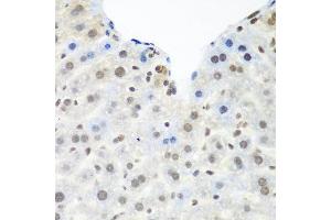 Immunohistochemistry of paraffin-embedded mouse liver using TARDBP antibody at dilution of 1:100 (40x lens). (TARDBP Antikörper)