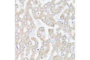 Immunohistochemistry (IHC) image for anti-Diazepam Binding Inhibitor (DBI) (AA 1-114) antibody (ABIN6139420)