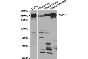 Western blot analysis of extracts of various cell lines, using ANPEP antibody. (CD13 Antikörper)
