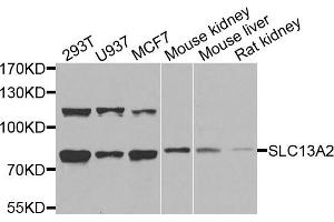 Western blot analysis of extracts of various cells, using SLC13A2 antibody. (SLC13A2 Antikörper)