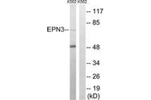 Western blot analysis of extracts from K562 cells, using EPN3 Antibody. (EPN3 Antikörper  (AA 401-450))