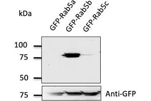 Western Blotting (WB) image for anti-RAB5B, Member RAS Oncogene Family (RAB5B) (C-Term) antibody (ABIN1439995) (RAB5B Antikörper  (C-Term))