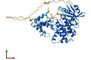 AlphaFold protein structure predicition of Mouse Recombinant Irak4 Protein, UniprotID Q8R4K2