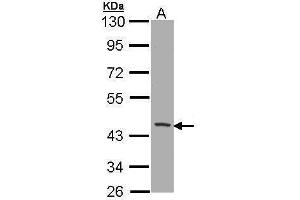 WB Image Sample (30 ug of whole cell lysate) A: H1299 10% SDS PAGE antibody diluted at 1:1000 (CD1b Antikörper)