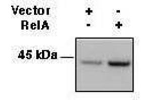 Western Blotting (WB) image for anti-Major Histocompatibility Complex, Class I, A (HLA-A) antibody (ABIN2665034) (HLA-A Antikörper)