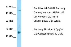 Western Blotting (WB) image for anti-Galectin 7 (LGALS7) (Middle Region) antibody (ABIN2789744) (LGALS7 Antikörper  (Middle Region))