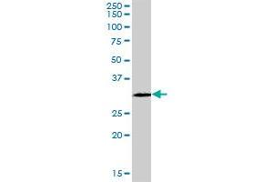 GSTO2 MaxPab polyclonal antibody. (GSTO2 Antikörper  (AA 1-243))