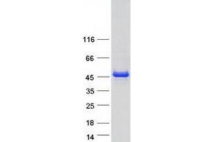 Validation with Western Blot (MAPKAP Kinase 2 Protein (Transcript Variant 2) (Myc-DYKDDDDK Tag))