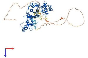 CDK19 Protein (AA 1-502) (His tag)