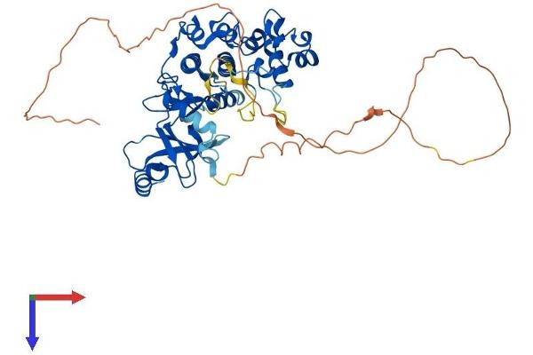 CDK19 Protein (AA 1-502) (His tag)