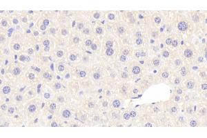 Immunohistochemistry (IHC) image for anti-Cystathionase (Cystathionine gamma-Lyase) (CTH) (AA 14-224) antibody (ABIN7440203)