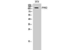 Western Blotting (WB) image for anti-PTK2B Protein tyrosine Kinase 2 beta (PTK2B) (Ser374) antibody (ABIN3177055) (PTK2B Antikörper  (Ser374))
