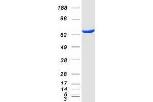 Western Blotting (WB) image for Heat Shock 70kDa Protein 6 (HSP70B') (HSPA6) protein (Myc-DYKDDDDK Tag) (ABIN2723107)
