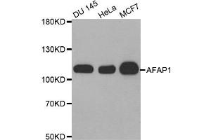Western Blotting (WB) image for anti-Actin Filament Associated Protein 1 (AFAP1) antibody (ABIN1870854) (AFAP Antikörper)