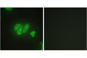 Immunofluorescence analysis of HepG2 cells, using PDZD2 antibody. (PDZD2 Antikörper  (N-Term))