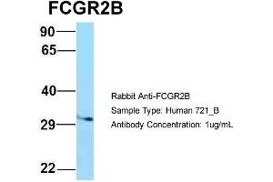 Host: Rabbit Target Name: FCGR2B Sample Type: 721_B Antibody Dilution: 1. (FCGR2B Antikörper  (C-Term))