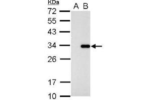WB Image CDK2 antibody [N1C3] detects CDK2 protein by western blot analysis. (CDK2 Antikörper)
