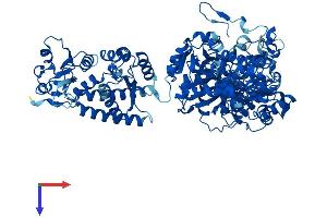 MTHFD1 Protein (AA 1-935) (His tag)