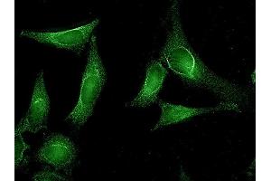 Immunocytochemistry/Immunofluorescence analysis using Rat Anti-Aha1 Monoclonal Antibody, Clone 25F2. (AHSA1 Antikörper  (Atto 390))