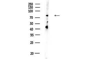 anti-Polymerase (DNA Directed), alpha 2 (70kD Subunit) (POLA2) (Internal Region) antibody