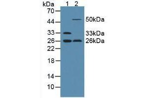 Figure. (ADIPOQ Antikörper  (AA 111-244))