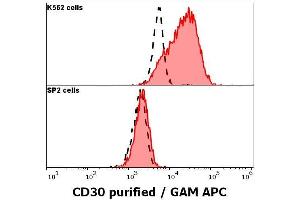 anti-Tumor Necrosis Factor Receptor Superfamily, Member 8 (TNFRSF8) antibody