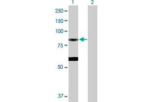 Western Blot analysis of EPX expression in transfected 293T cell line by EPX MaxPab polyclonal antibody. (EPX Antikörper  (AA 1-715))