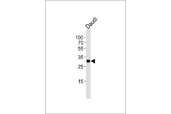 BCL10 Antikörper  (AA 1-143)