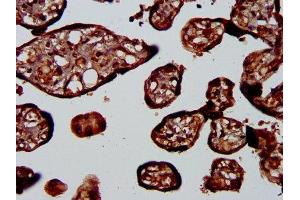 IHC image of ABIN7163316 diluted at 1:400 and staining in paraffin-embedded human placenta tissue performed on a Leica BondTM system. (PLA1A Antikörper  (AA 293-398))